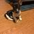 Roosvelt terrier 2 thumbnail