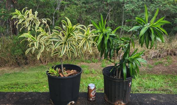 Song of Jamaica and Song of India 3 Gallon 2 for $30 1