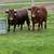 Miniature Bull 2 thumbnail