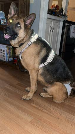 Rehoming 3 year old Female German Shepherd (Milton)63836590341761123