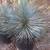 Beaked Yucca //// YUCCA rostrata 19 thumbnail