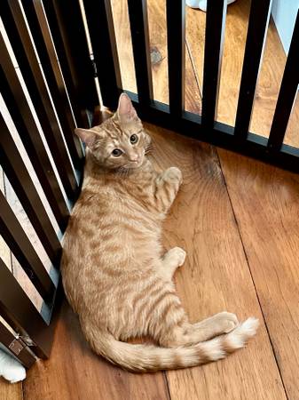 Cats, Kittens, Kitties Adoption (campbell)63941740337027122
