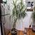 Dragon tree🌴🎅FREE DELIVERY 🥳🫶🌴Dracaena Marginata. Indoor plants. 9 thumbnail