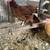 Bantams 2 thumbnail