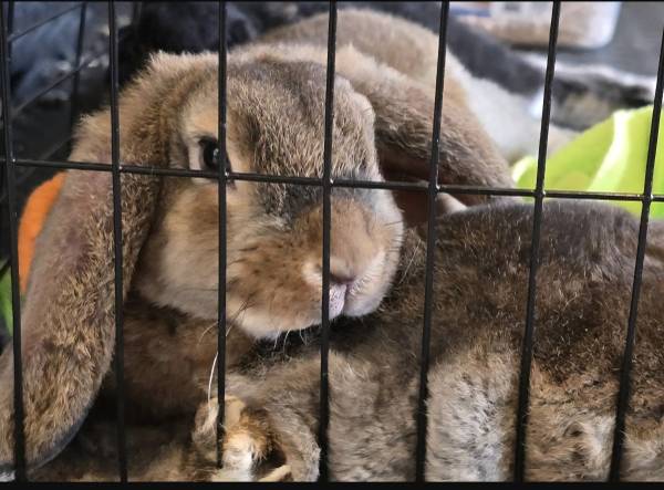 Rehoming baby lop bunny (boy) (Swanzey nh)63656365194883122