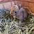 Netherland Dwarf baby bunnies 4 thumbnail