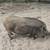 Hobby Farm pigs 6 thumbnail