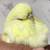 English budgies 4 thumbnail