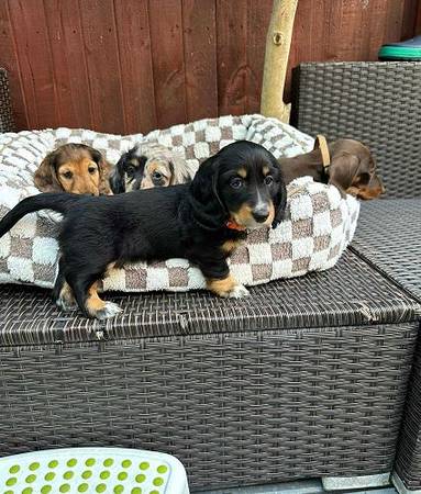 9-week-old Dachshund puppies 1