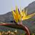 Mandela's Golden Bird of Paradise //// Strelitzia reginae Mandela's 2 thumbnail
