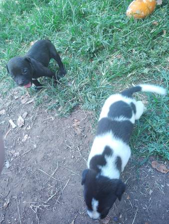 ¡¡¡Cachorros! (Oklahoma City)63681505847425120