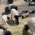 Sheep/ Barrego 8 thumbnail