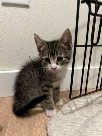 Gatito disponible ahora (Moses Lake)63656878836611121