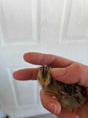 Quail chicks 1