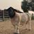Dorper Ram, Ewe, and Goats – Farm Animals 1 thumbnail