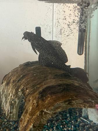Free plecostomus..fish (Round Lake)63735873665281120
