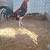 Chickens and roosters 14 thumbnail