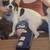 Adorable puppies 17 thumbnail