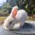Angora rabbit 2 thumbnail