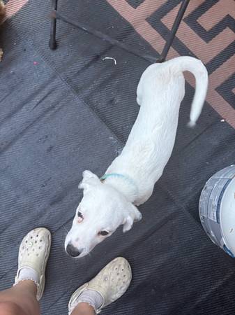 Hembra cachorra pequeña y tierna (Navarre)63836589584899122