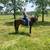 Fox Trotter Mare 7 thumbnail