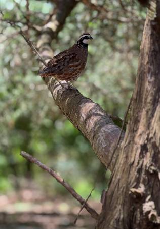 Flight Ready  Bobwhite Quail 1