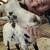 Rufus - Nigerian Dwarf Goat for rehoming 3 thumbnail