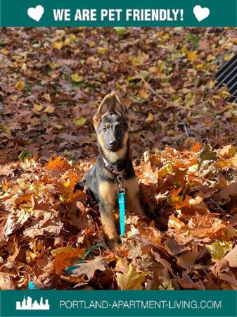 $1,295 Fetch Your New Home @ Nexus PDX! Pets Welcome! (SE Portland, E Burnside, Kerns)63867270471683120
