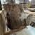 Small high-quality Black Walnut stumps 4 thumbnail