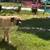 Cane corso - $1,500 OR BEST OFFER (for sale) 9 thumbnail