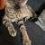 9 month Kitten 10 thumbnail