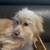 Pom-Terri. Pomeranian 13 thumbnail
