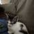 Precious kittens 1 thumbnail