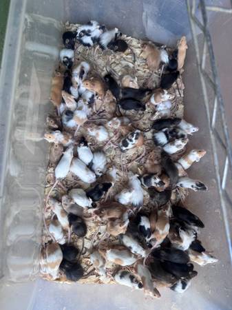 Mice 1