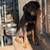 Female Rottie puppy 3 thumbnail