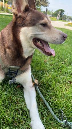 Husky/Lab and tuxedo cat.63670824426625120