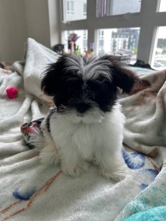 Shitzu Puppy!63683395029251120