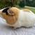 Guinea pig for adoption - very outgoing 2 thumbnail