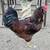 Rooster - Backyard Olive Egger Marans Mix 1 thumbnail