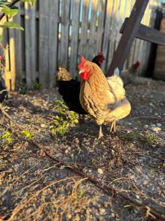 8 Laying hens, 6 pullets63685532951937121