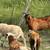 Sheep 5 thumbnail
