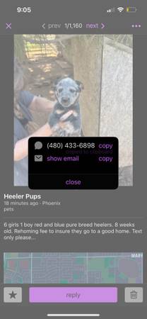 PSA DO NOT BUY THESE PUPPIES !!! (Phoenix)64007248066050121