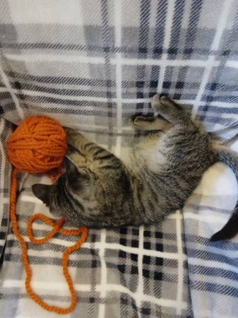 Female Kitty (Sash) (Wichita)64312248824065121