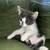 Two Baby Kittens for Sale <3 6 thumbnail