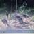 Bow hunting 12 thumbnail