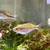 Free female rainbowfish 2 thumbnail