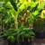 Banana trees for sale!!! 1 thumbnail