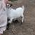 Nigerian dwarf wether or buckling 1 thumbnail