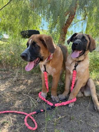 Smart Female St. Bernard / German Shepherd Mix – 6 Months Fully vaccinated (Santa Clarita)63829967794435122