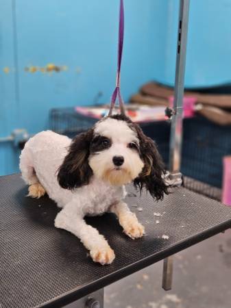 Cavapoo pups63660349864707122